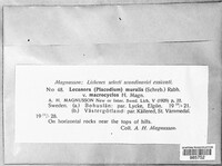 Protoparmeliopsis muralis image